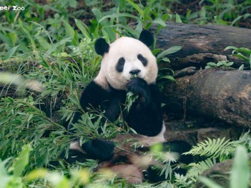 寒流來了也不怕！臺北動物園暖心禦寒大作戰，動物們各自迎接最舒服的冬天